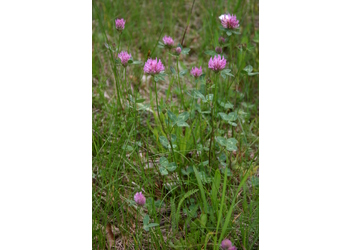 Wiesen-Klee (Trifolium pratense) - © Emanuel Trummer